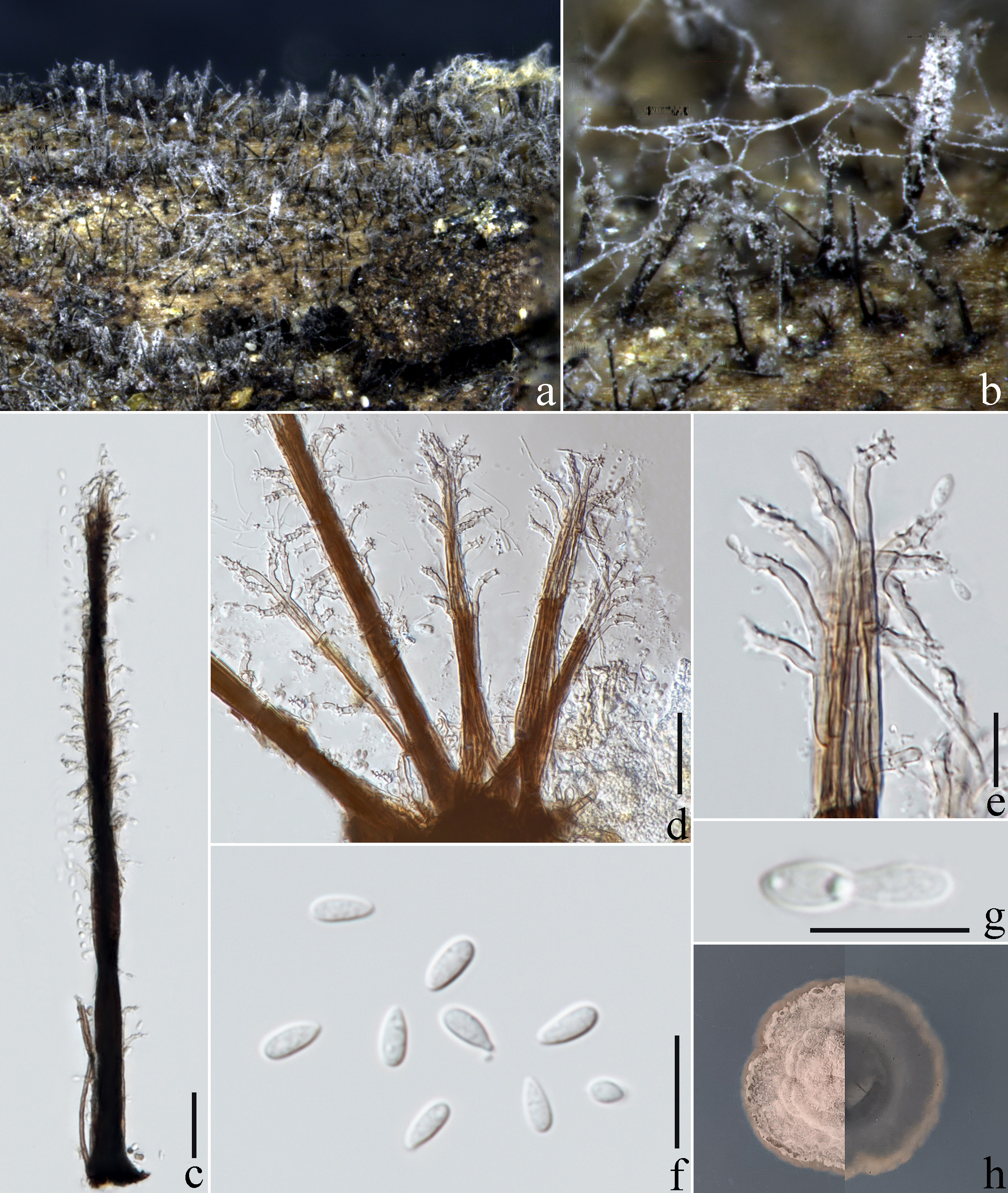Figure 100